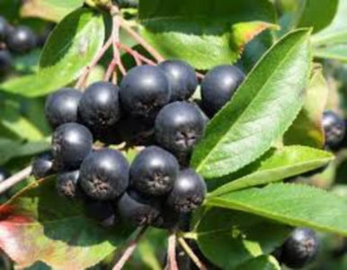 Aronia Amit