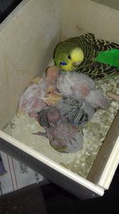 5 pui