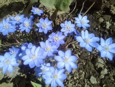 floare albastra; de la taica

