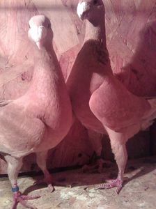 Photo0730