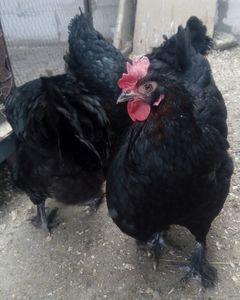 Marans negru-aramiu 2017