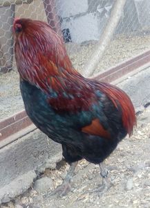 Araucana potârnichie 2017