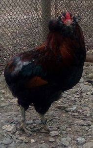 Araucana potârnichie 2017