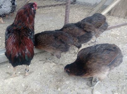 Araucana potârnichie 2017