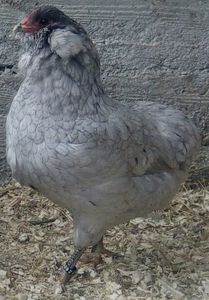 Araucana albastră 2017