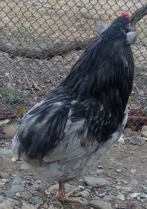 Araucana albastră 2017
