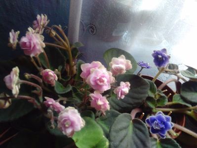 Violeta africana; Balerina roz batuta
