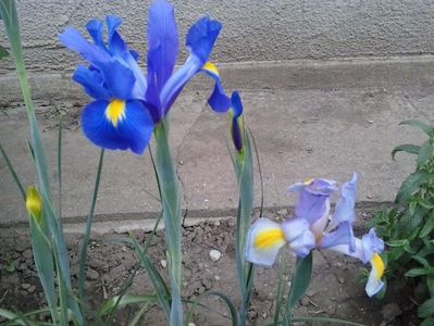 Iris