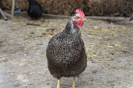 Cea mai fotogenica gaina! adora aparatul, este mereu in fata lui :)))