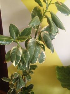 Ficus; Ficus bicolor ARE frunza alb cu verde
