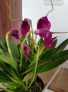 Masdevallia mov - 50 lei; Orhidee Masdevallia
