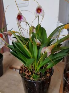 Masdevallia Alb+mov - 50 lei; Orhidee Masdevallia
