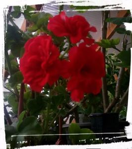 Red Sybil