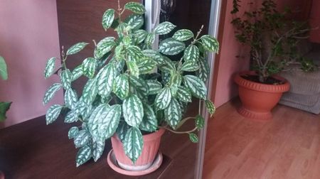 Pilea