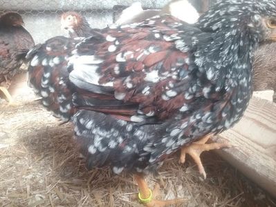 Wyandotte Portelan; Pui din părinții de Portelan
