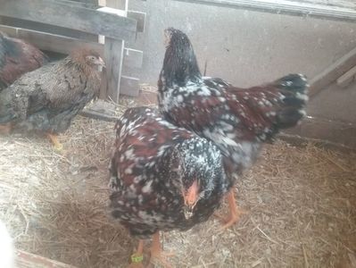 Wyandotte Portelan; Pui de 2 luni și 3 săptămâni. Nu sunt de vanzare
