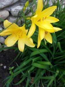 Hemerocalis - detaliu tufa