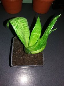 Sansevieria Trifasciata-pret 10 lei-vandut; Sansevieria Trifasciata Hahnii
