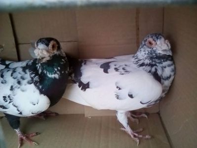 ; Masculu in stanga-femela in dreapta

