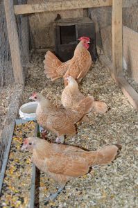 sebright chamois