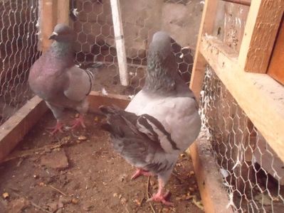 Pereche Kingi - 80 RON; Super pereche kingi albastrii, vaccinati si tratati preventiv. Pereche de 2015
