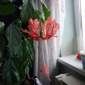 received_413324572341411; Schizopetalus
