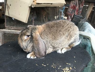 7.1 kg