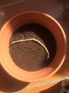 9.03.2017; Rizomul are 15 cm
