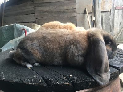 2 luni-2.6kg