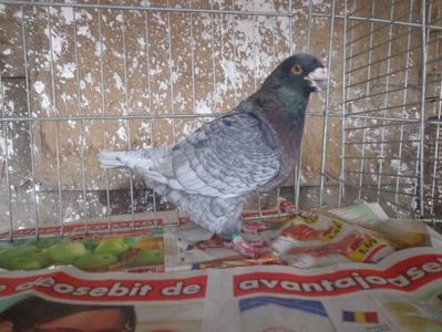 mascul 150ron; pereche cu femela andaluz negru
