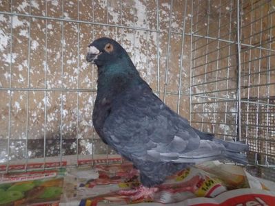 f andaluz negru 150ron