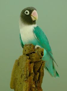 Agapornis-Personatus-blauw