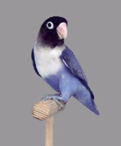 Agapornis-Personatus-violet