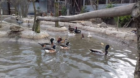 ; In cautare de pereche..
