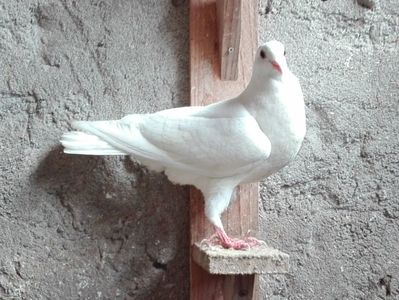 femela metis