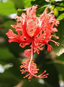 Hibiscus schizopetalus