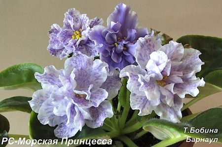 RS-Morskaya_Princessa