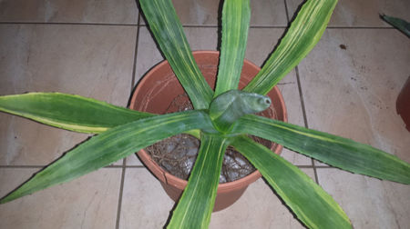 Agave oroensis striata
