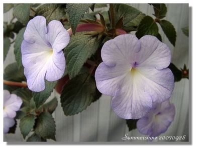 cattleya