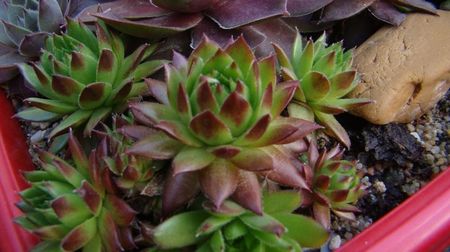 bicolor