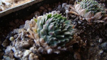 "Silbercarneol"