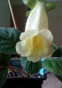 Sinningia Conspicua