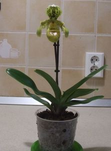 Paphiopedilum