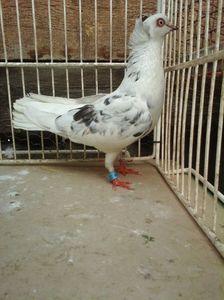 F (cazatoare)