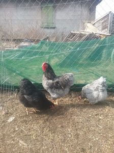 Albastru și Negru