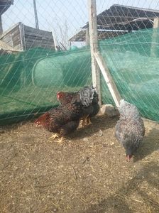 Auriu-albastru și Auriu-negru