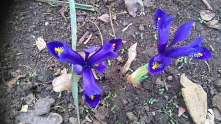 iris holandica