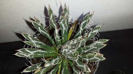 Vandut Agave toumeyana var. bella 50