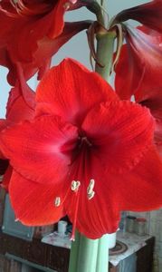 Royal Red; A avut 3 tije cu 12 flori mari.
