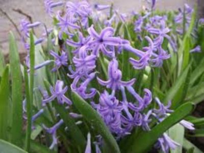 Zambile simple mov parfumate